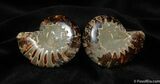 Inch Desmoceras Ammonite Pair #388-1